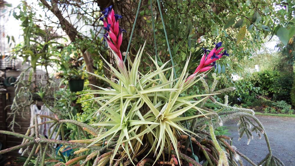 Aeranthos Breizh Tillandsias