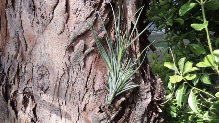 Albertiana Breizh Tillandsias