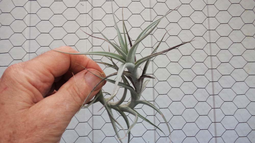 Albida Breizh Tillandsias