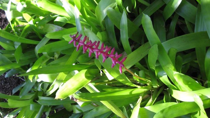 Aechmea Gamocepala Breizh Tillandsias