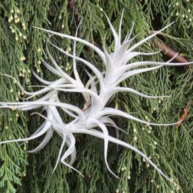 Albida Breizh Tillandsias