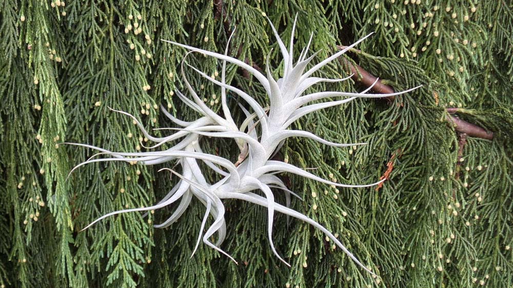 Albida Breizh Tillandsias