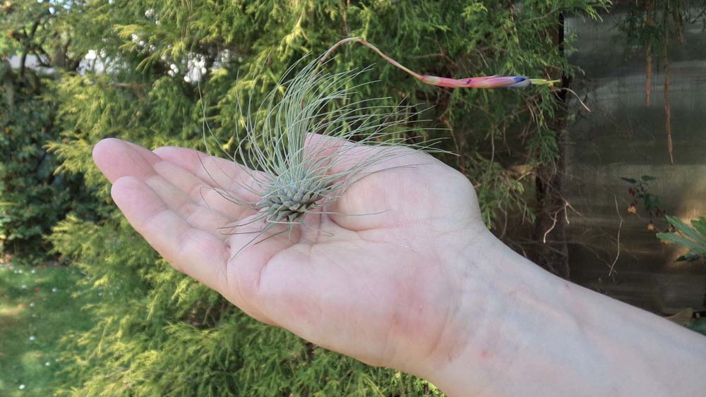 Argentea Breizh Tillandsias