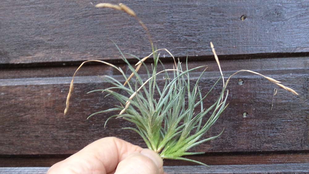 Bandensis Breizh Tillandsias