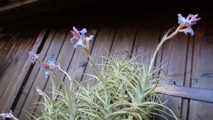 Bergeri Breizh Tillandsias