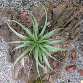 Brachycaulos Breizh Tillandsias