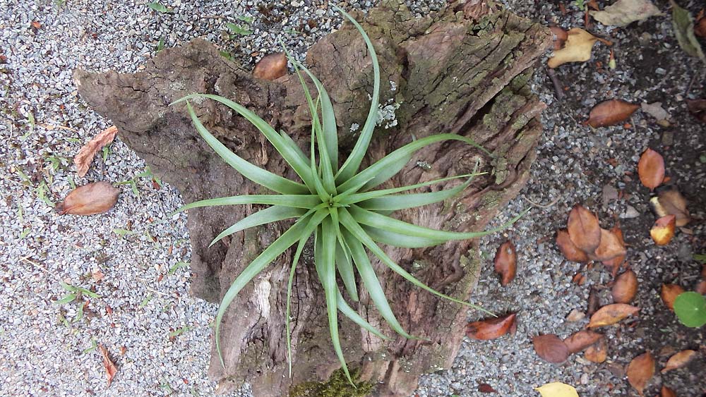 Brachycaulos Breizh Tillandsias