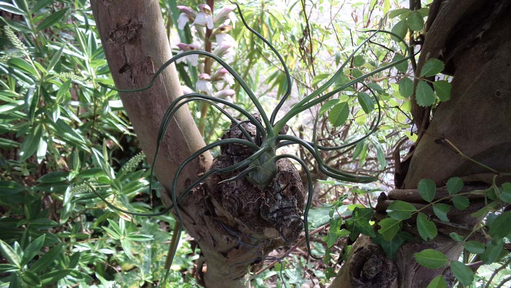 Bulbosa Breizh Tillandsias