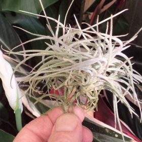 Capillaris Breizh Tillandsias