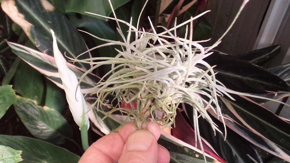 Capillaris Breizh Tillandsias