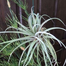 Capitata Breizh Tillandsias