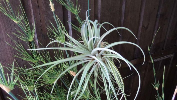 Capitata Breizh Tillandsias