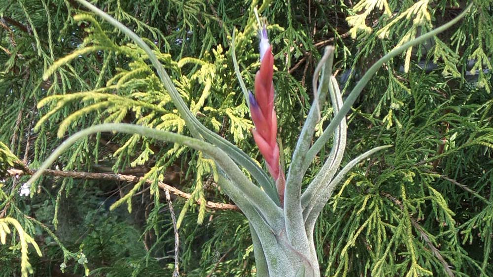 Circinata Breizh Tillandsias