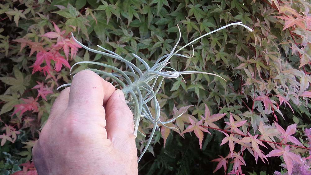 Crocata Breizh Tillandsias