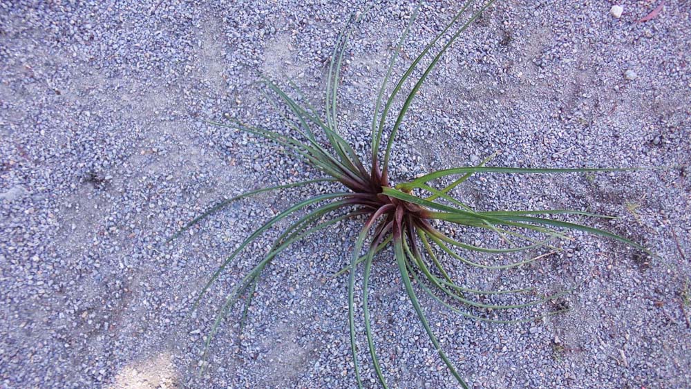 Cyanea Breizh Tillandsias