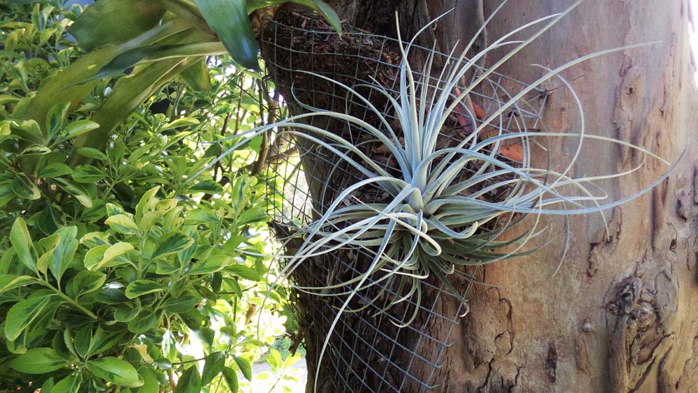 Exerta Breizh Tillandsias