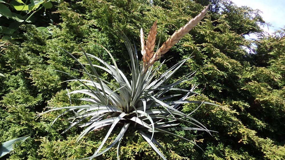 Fasciculata Breizh Tillandsias