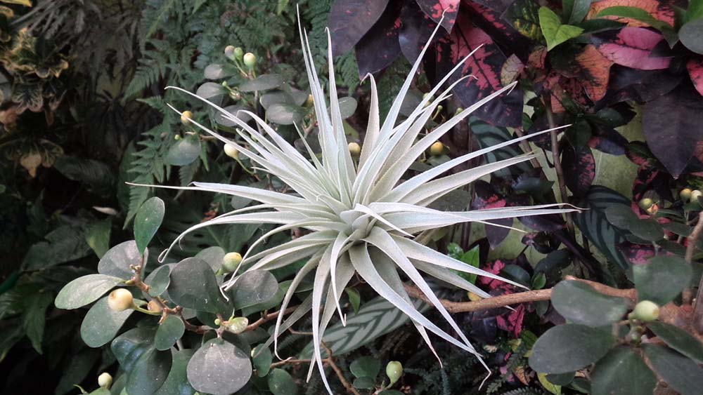 Gardneri Breizh Tillandsias