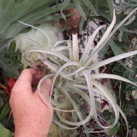 Harissii Breizh Tillandsias