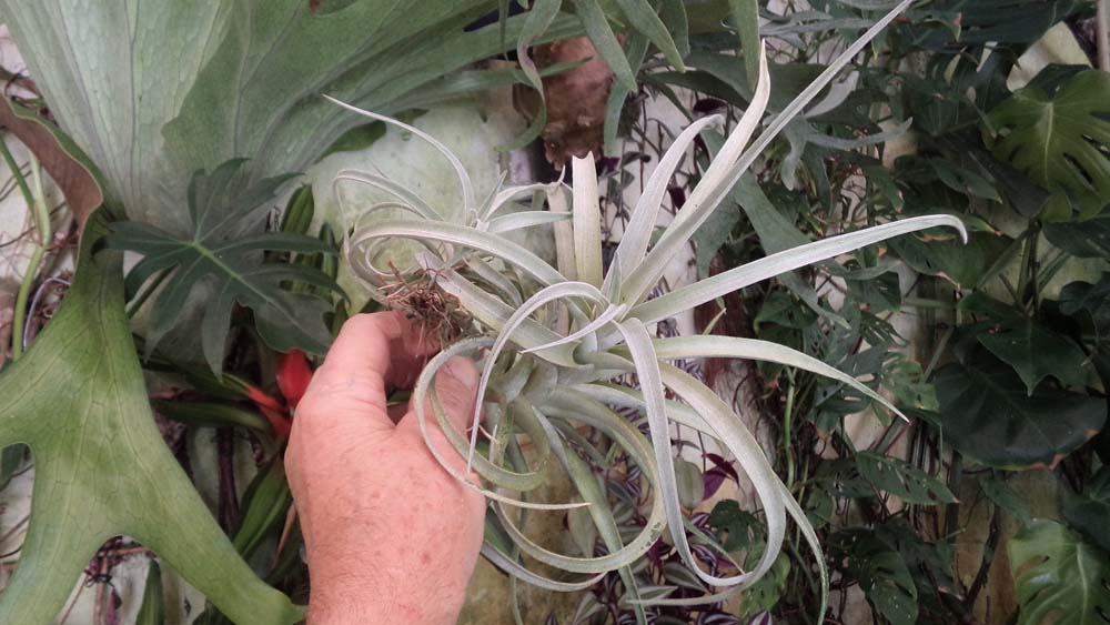 Harissii Breizh Tillandsias