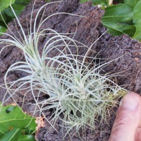 Heteromorpha Breizh Tillandsias