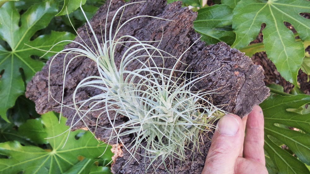 Heteromorpha Breizh Tillandsias