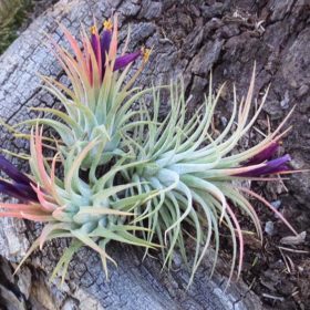 Ionantha Breizh Tillandsias