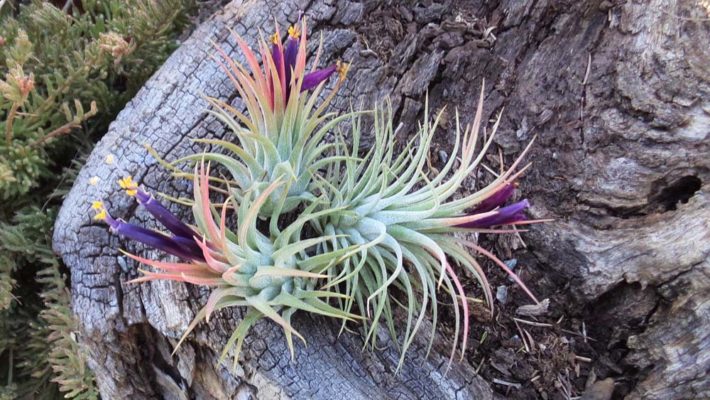 Ionantha Breizh Tillandsias