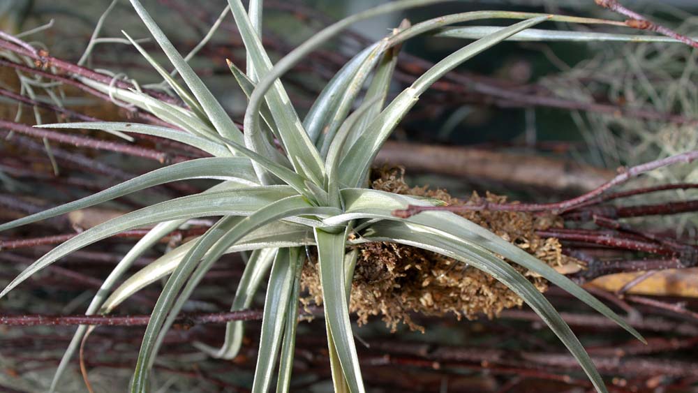 Jucunda Breizh Tillandsias