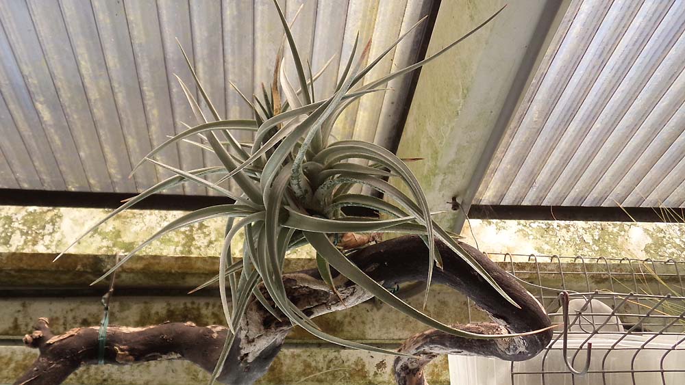 Jucunda Breizh Tillandsias