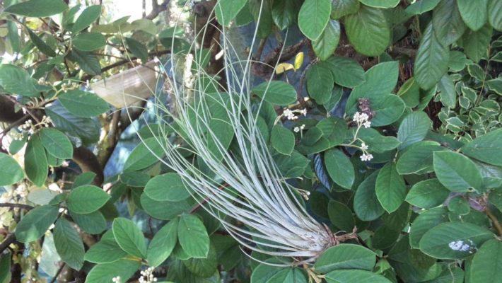 Juncea breizh tillandsias