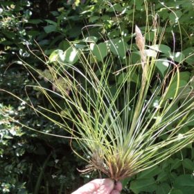 Juncifolia Breizh Tillandsias