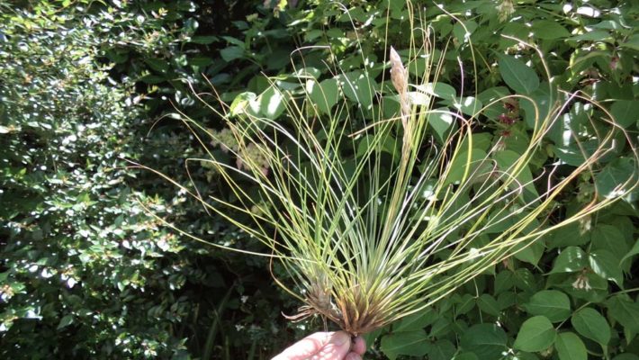 Juncifolia Breizh Tillandsias