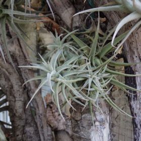 Latifolia Breizh Tillandsias