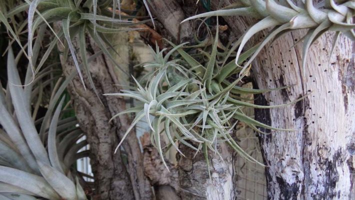 Latifolia Breizh Tillandsias