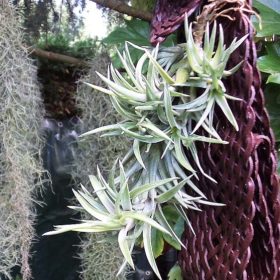 Neglecta Breizh Tillandsias