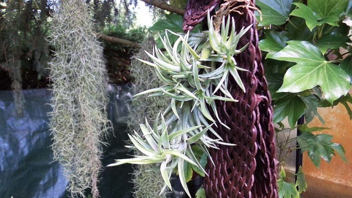 Neglecta Breizh Tillandsias