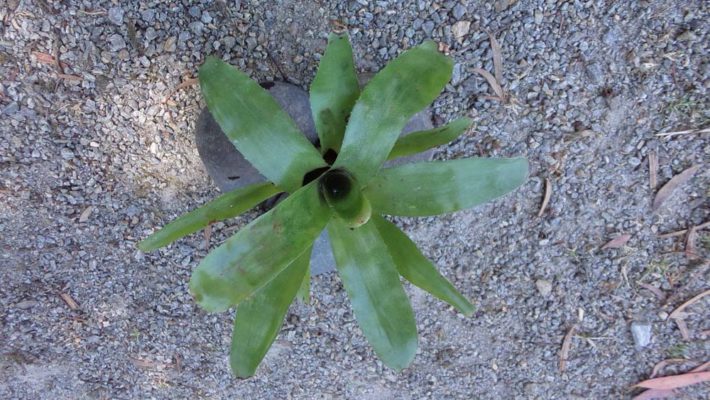 Neoregelia Stained Breizh Tillandsias