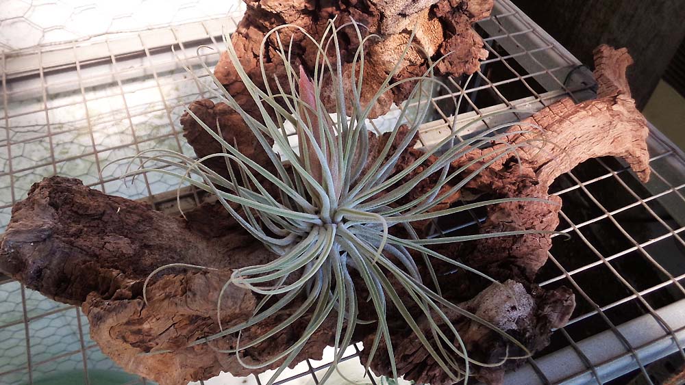 Oaxacana Breizh Tillandsias