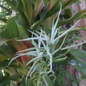 Paleacea Breizh Tillandsias