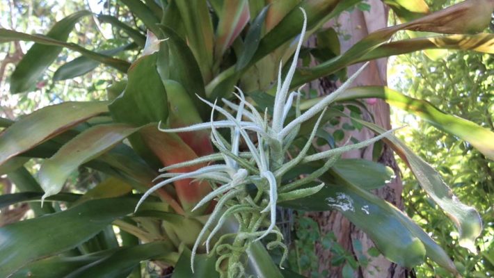 Paleacea Breizh Tillandsias