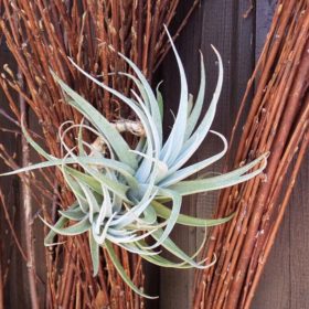 Recurvifolia Breizh Tillandsias