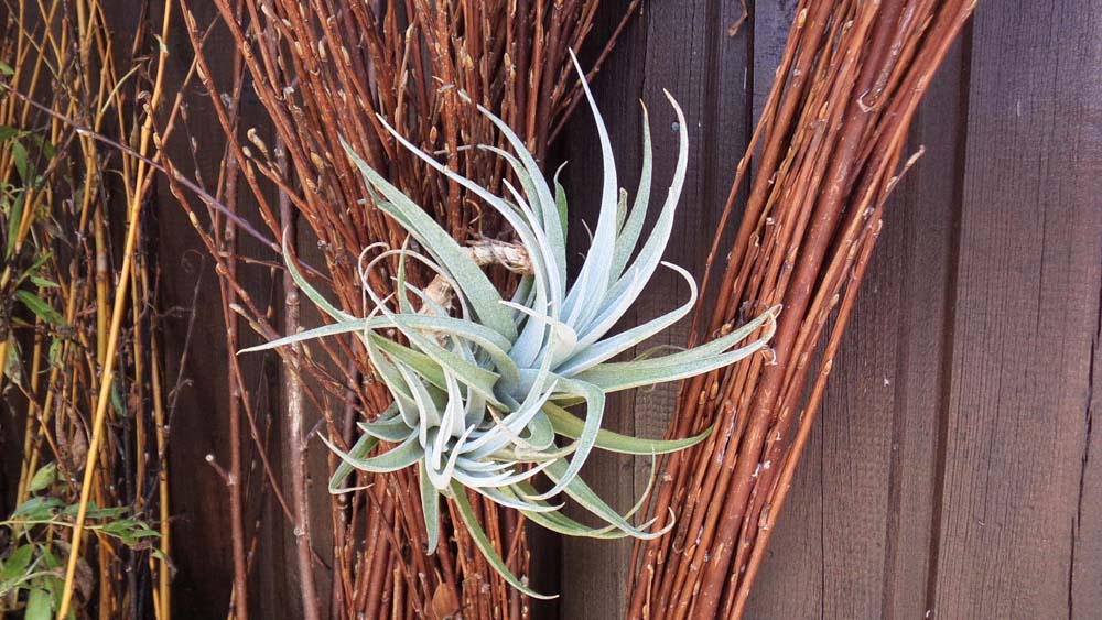 Recurvifolia Breizh Tillandsias