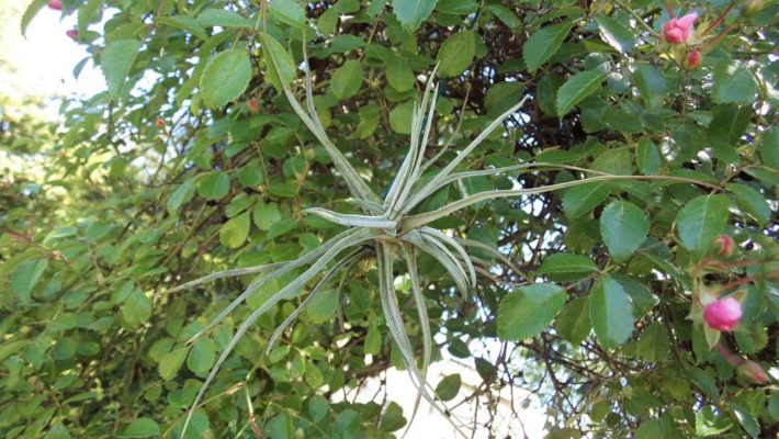 Schiedeana Breizh Tillandsias