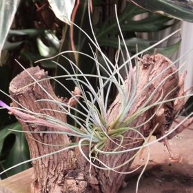 Setacea Breizh Tillandsias