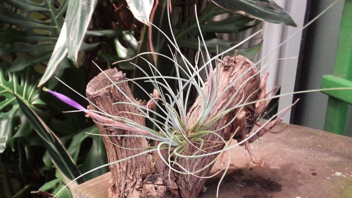 Setacea Breizh Tillandsias