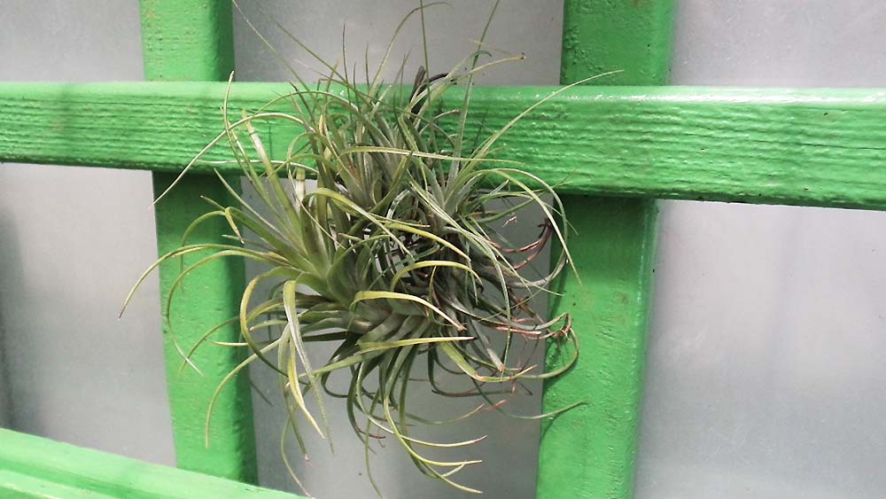 Stricta Breizh Tillandsias