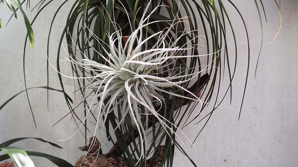 Tectorum Breizh Tillandsias