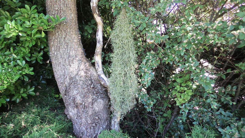 Usneoides fin vert Breizh Tillandsias