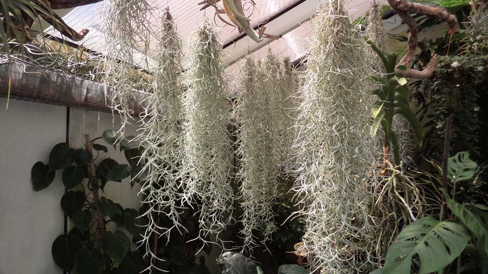 Usneoides Large argenté Breizh Tillandsias